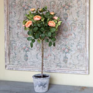 Potted Old Rose Topiary image